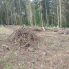 Obecní lesy - brigáda na úklid paseky před sázením - 2.března 2024 1